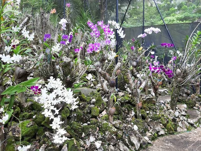 Pandan Arboretum and Eco-Park - Image 1