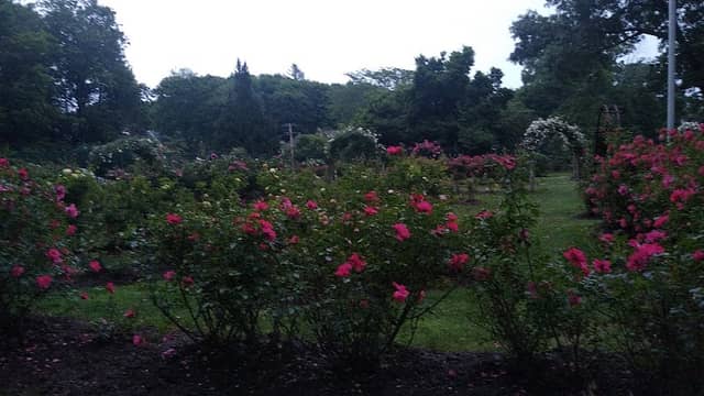 Mohegan Park - Memorial Rose Garden - Image 1