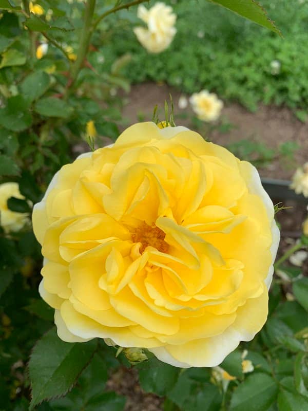 Mohegan Park - Memorial Rose Garden - Image 2