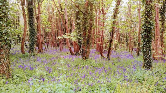 Merafield Nature Reserve Wood (Woodland Trust) - Image 1