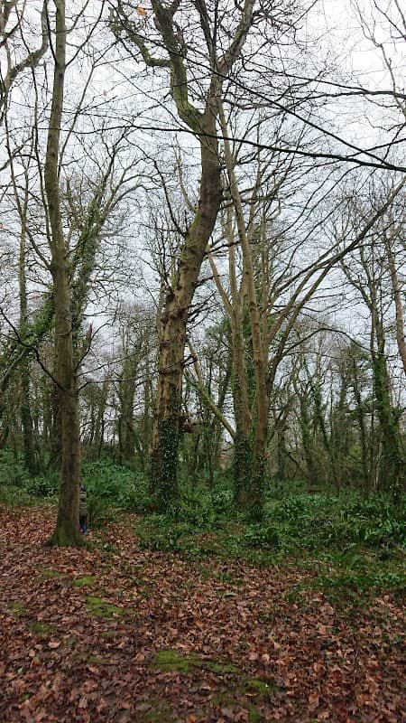Merafield Nature Reserve Wood (Woodland Trust) - Image 2