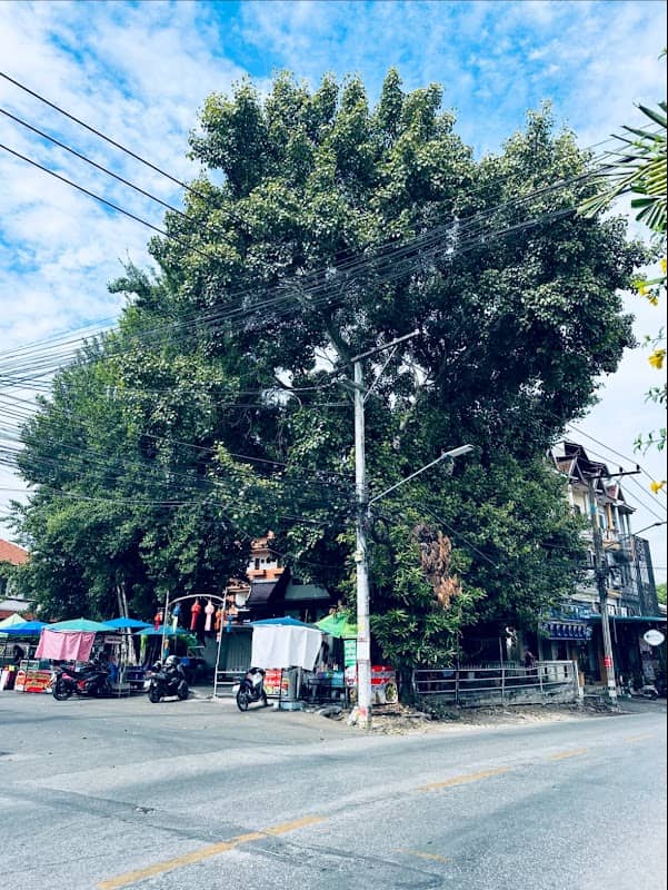 Huge old tree - Image 2