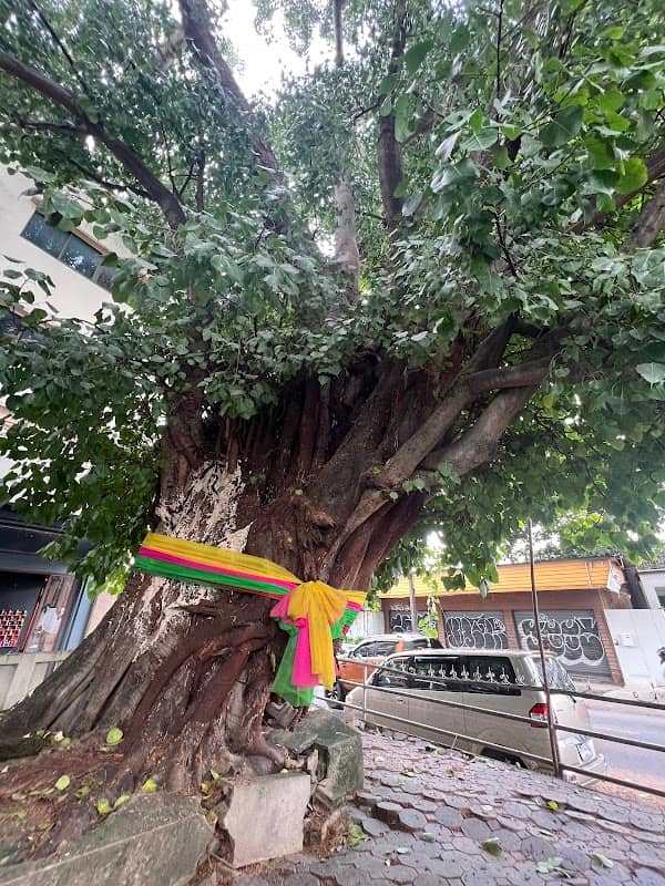 Huge old tree - Image 1