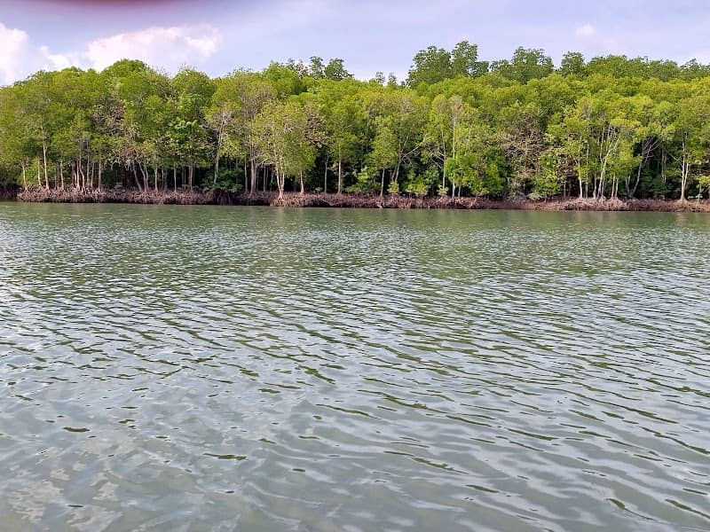 Mangrove tour & Kayak for rent. - Image 3