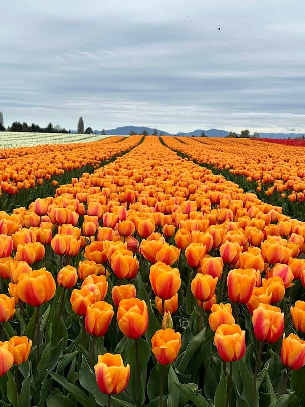 TulipsFestival - Image 3