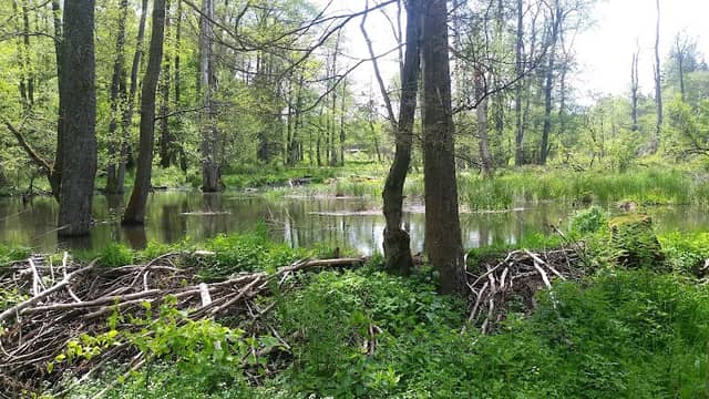 Biber Burg - Image 2