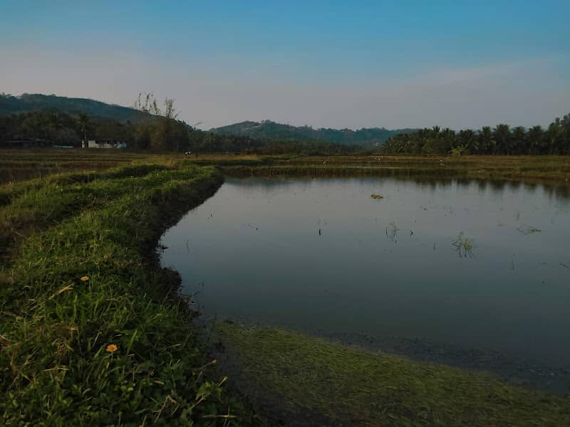 Kozhukkully Paddy fields - Image 1