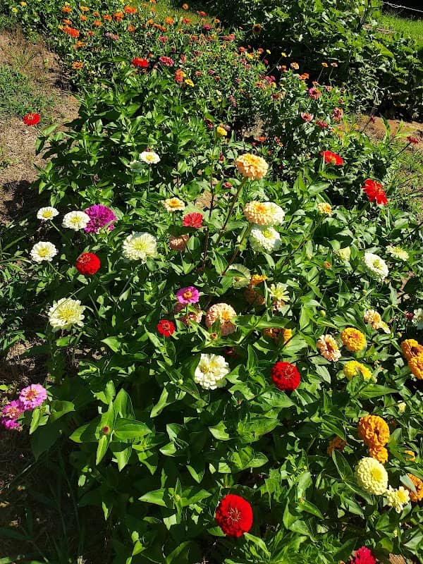 Morning Glory Farm - Image 1