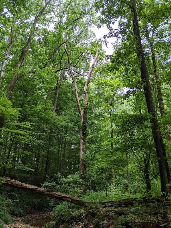 Glenn Creek Nature Preserve - Image 2
