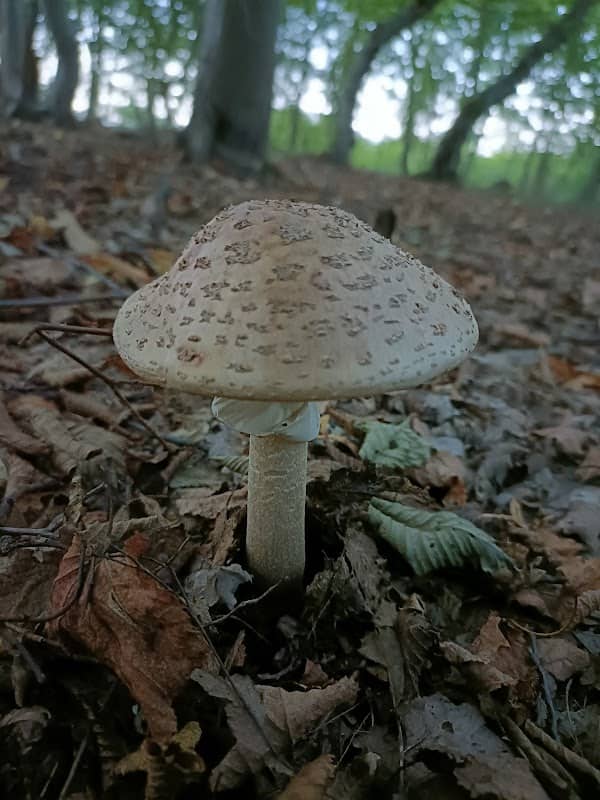 Pădurea Saloș - Image 1