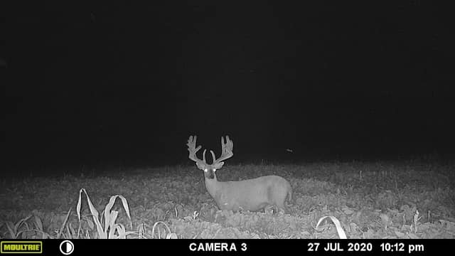 BuckfarmerLLC - Image 1