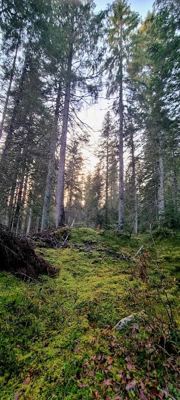 Forêt du Risoud - Image 1