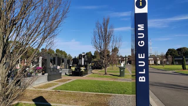 Blue Gum - Image 1