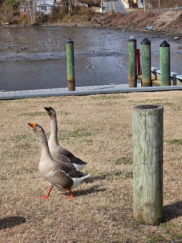 Mardela Park - Image 1