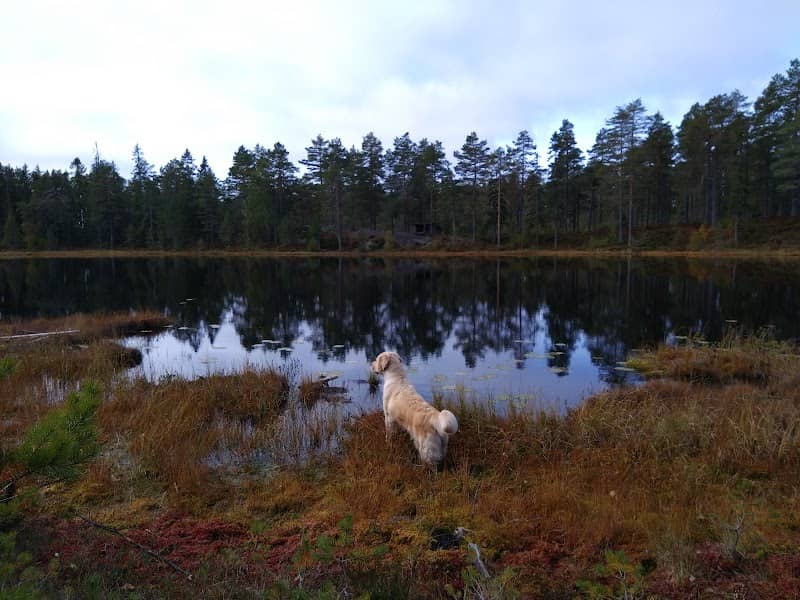 Rundetjern gapahuk - Image 1