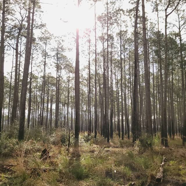 Oak Grove Birding Trail - Image 1