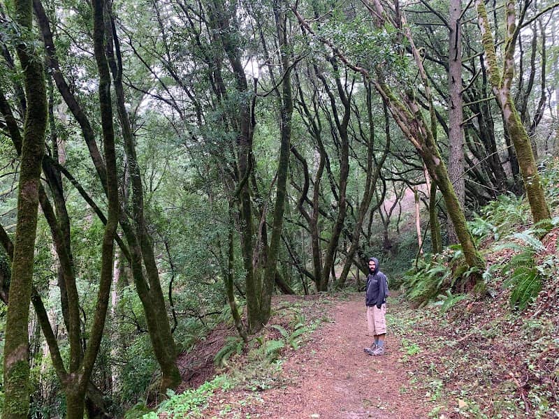 Lost Trail - Image 2