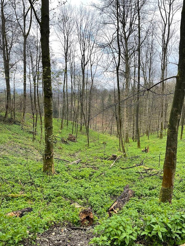Teutoburger Wald - Image 2