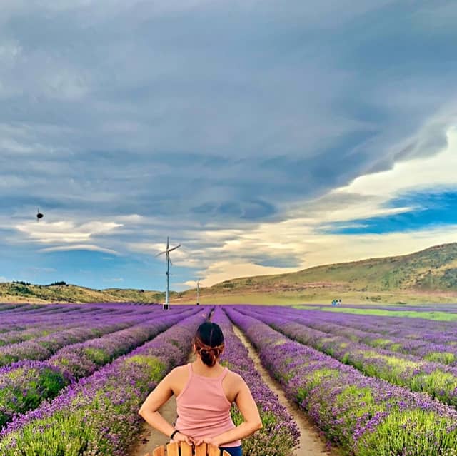 NZ Alpine Lavender - Image 1