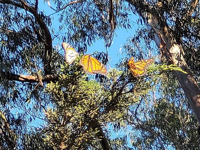 Monarch Butterfly Grove - Image 2