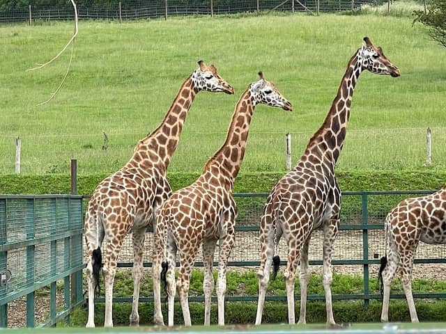 Port Lympne Safari Park - Image 2