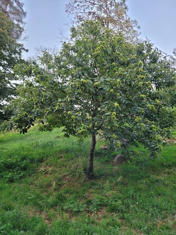 Feuerstelle ingenbohler Wald - Image 2