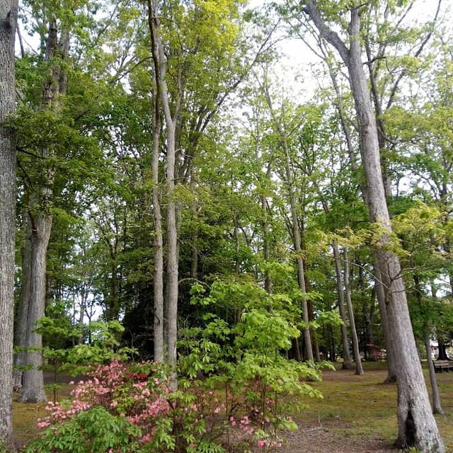 Hartshorne Park - Image 1