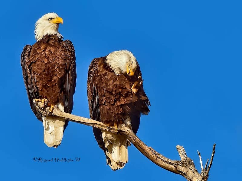 Loess Bluffs National Wildlife Refuge - Image 2