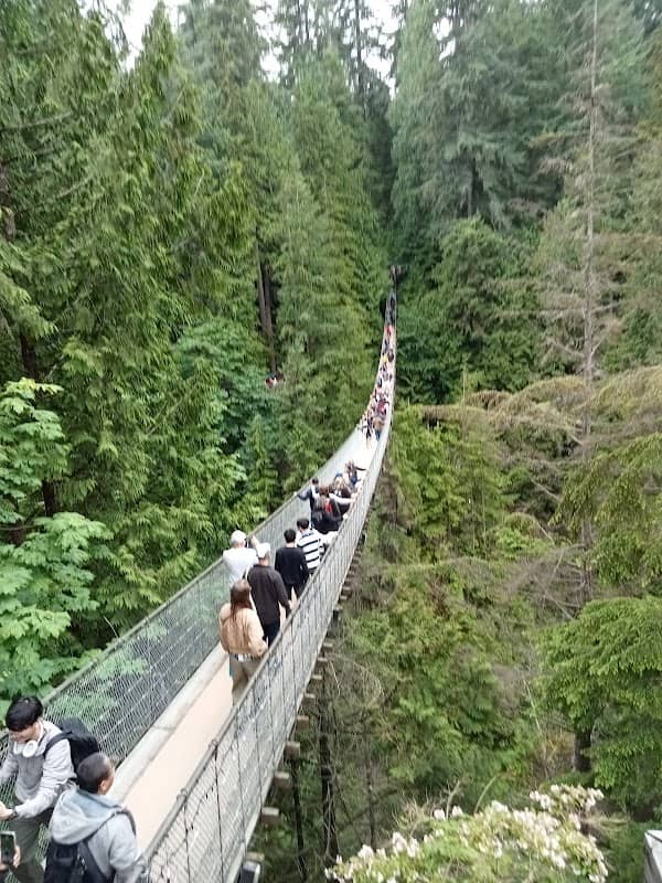 Capilano Bridge - Image 3