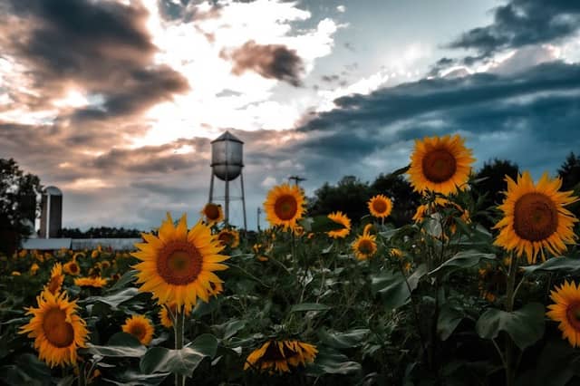Perry's Sunflower Maze, LLC - Image 1
