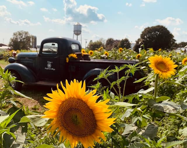 Perry's Sunflower Maze, LLC - Image 2