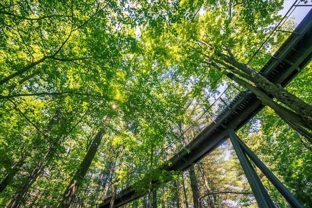 Whiting Forest of Dow Gardens - Image 1