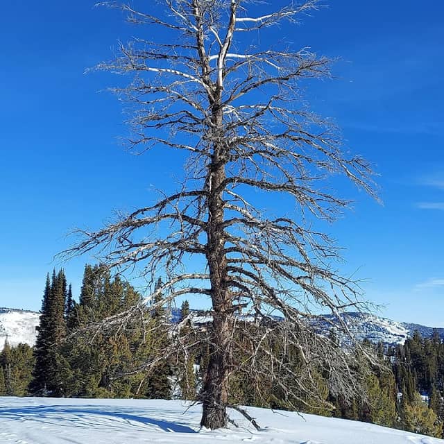 Logan Canyon Winter Sports Area - Image 3