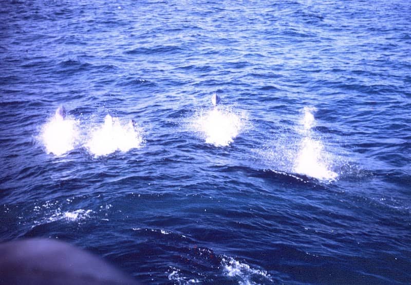 Submarine Races Observation Bench - Image 2