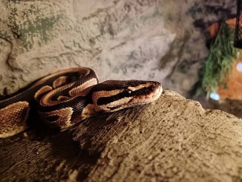 Mini Krabbel Zoo - Image 1