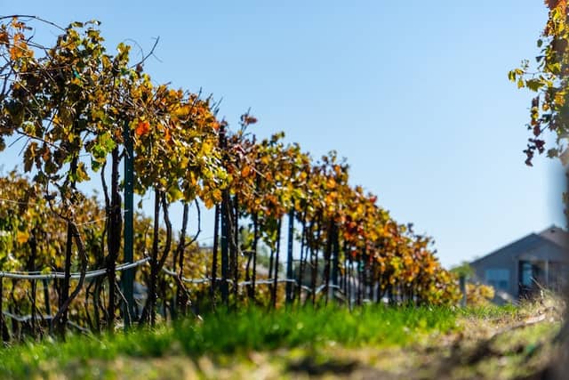 Rowe Ridge Vineyard & Winery - Image 1