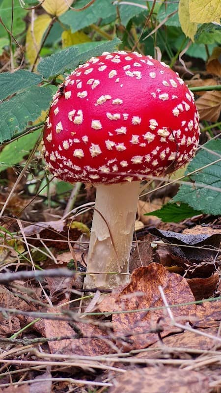 Whisby Nature Park - Image 2