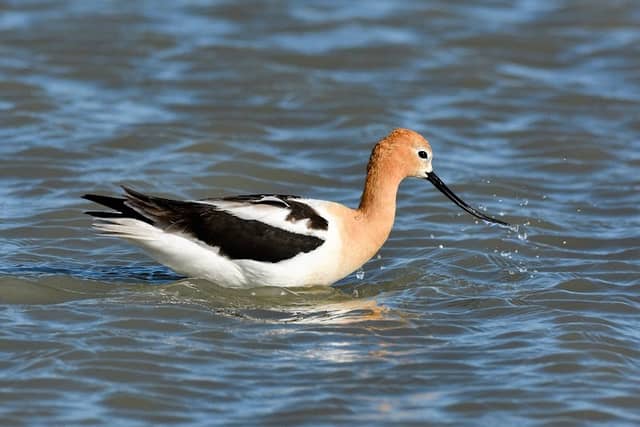 Medicine Lake National Wildlife Refuge - Image 2
