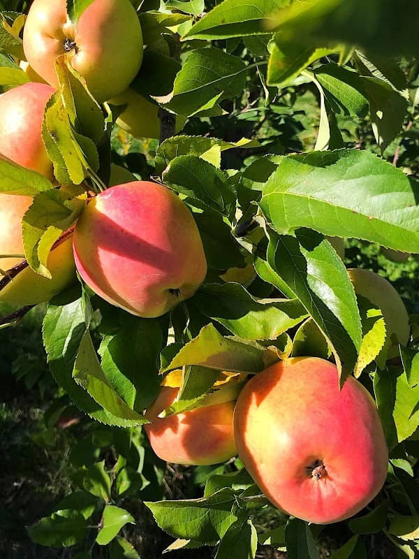 Rowe's House of Apples - Image 1