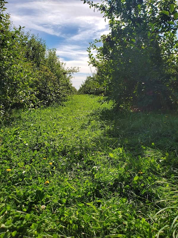 Rowe's House of Apples - Image 2