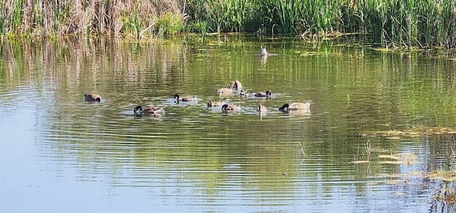 Bird watching - Image 3