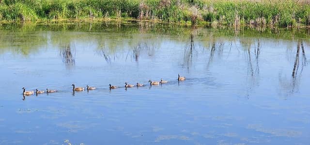 Bird watching - Image 2