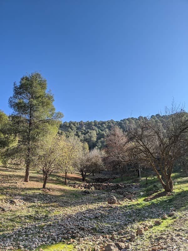 SIDI MAAFA Forest - Image 1