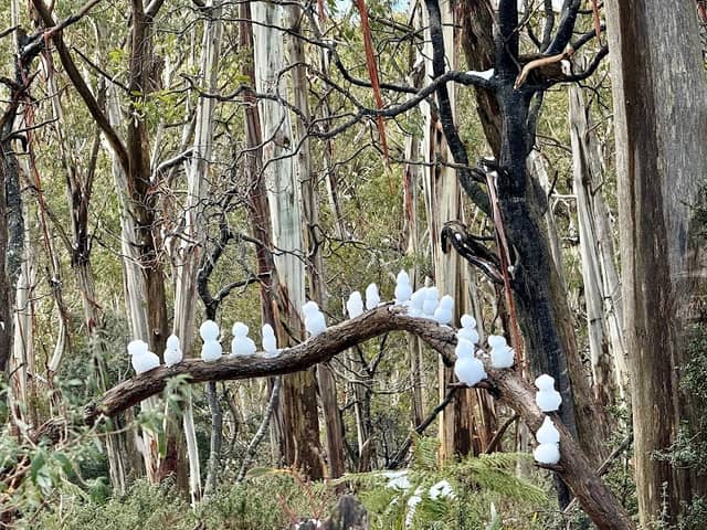 Mount Donna Buang Snow Play - Image 1