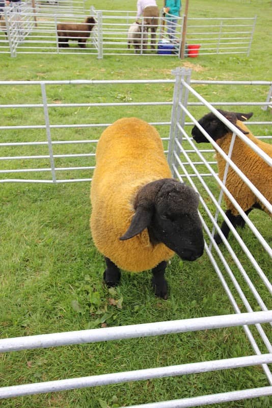 Reeth Show - Image 2
