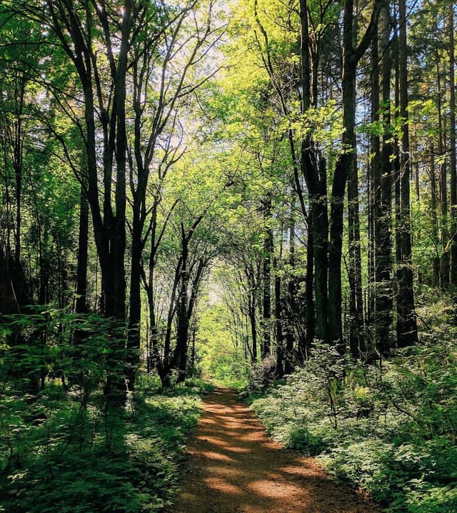 Llandover Woods Greenspace - Image 1