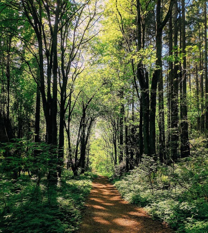 Llandover Woods Greenspace - Image 2
