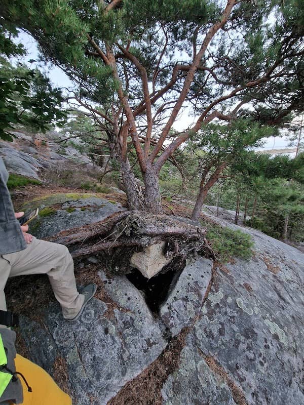 Tre med stein - Image 1