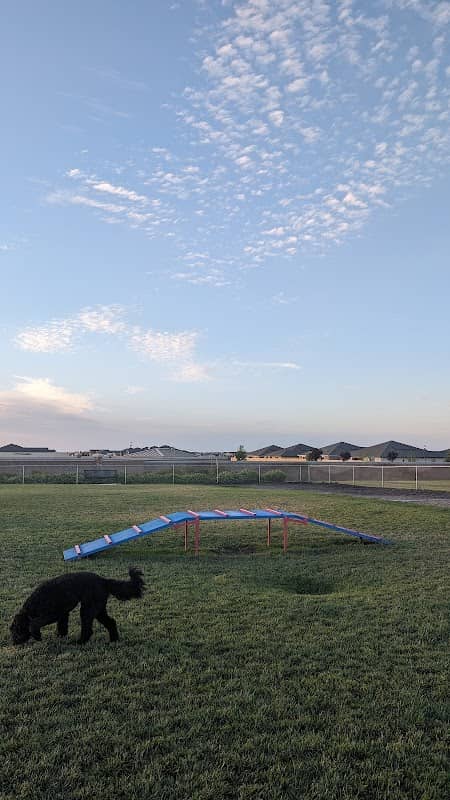 Dog park - Image 2
