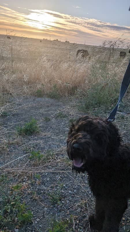 Dog park - Image 1